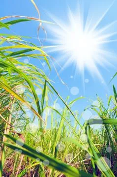 Weeds under the light Stock Photos