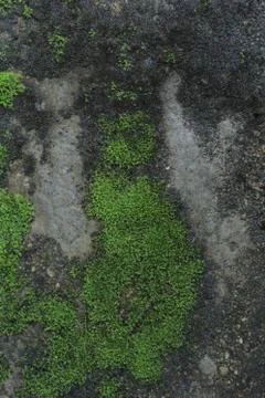 Weeds On Wall 写真素材