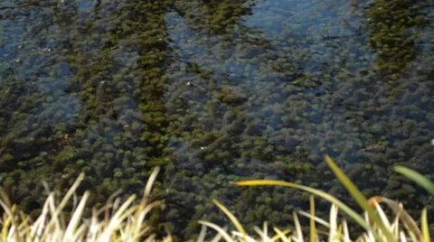 Weeds in water Stock Footage 41336718