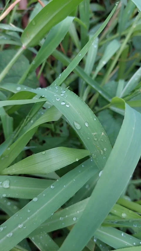 Weeds with waterdrops Stock Footage 294032042
