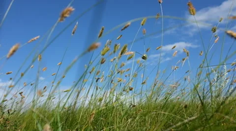 Weeds wave in wind on the grasslands under blue sky Stock Footage 40671241