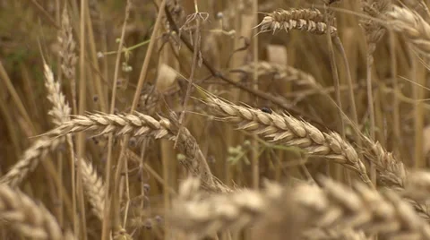 Weeds in wheat close up Stock-Footage 39660258