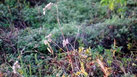 Weeds of White Stockbeeldmateriaal 79082745