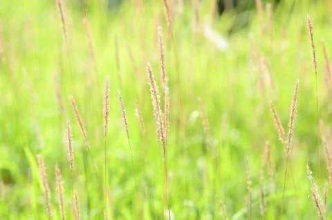 Weeds in wild Stock Photos