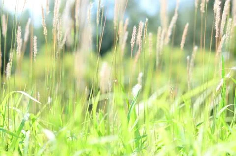 Weeds in wild Stock Photos