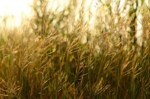 Weeds in wild Stock Photos