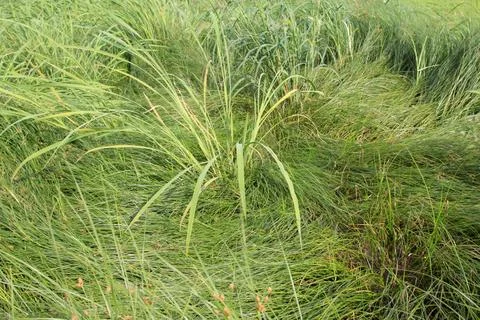 Weeds in the wild Stock Photos