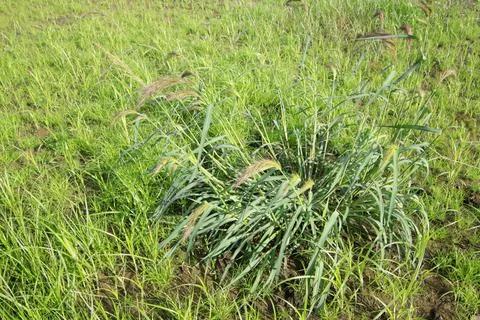 Weeds in the wild Stock Photos