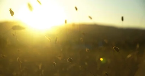 Weeds in the Wind 2 Stock Footage 120488356