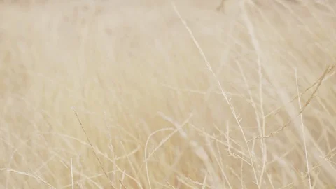 Weeds in the wind Video stock 103815728