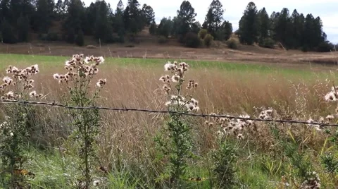 Weeds in the Wind WS Video stock 50542521