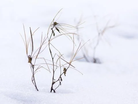 Weeds in winter Stock Photos