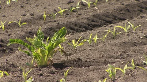 Weeds in young corn field Stock Footage 39672385