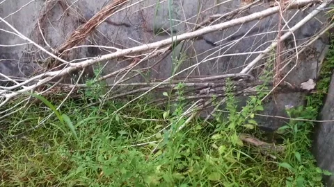 Weeds01 Stock Footage 217995190