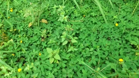 Weeds02 Stock Footage 217994941