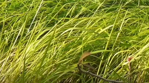 Weeds03 Stock Footage 217994537