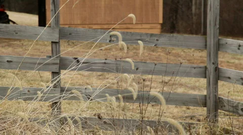 Weeds1 Video stock 333288