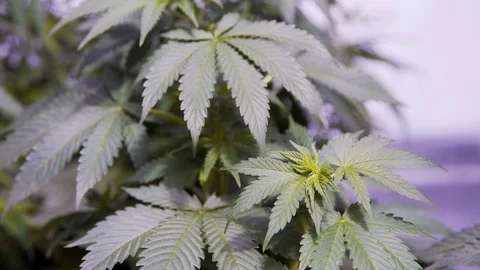 Weeds1 Stock Footage 97079700