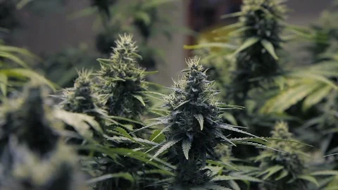 Weeds10 Stock Footage 97079853