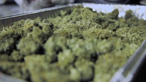 Weeds11 Stock Footage 97079843