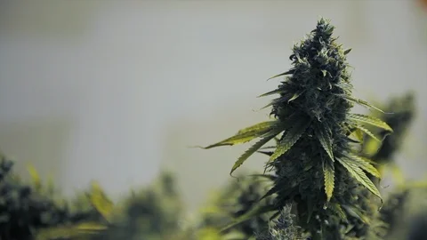 Weeds13 Stock Footage 97079926