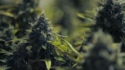 Weeds14 Video stock 97079982