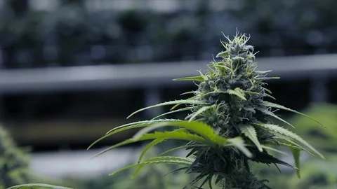 Weeds15 Stock Footage 97079715