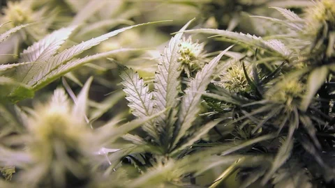 Weeds16 Stock Footage 97079922