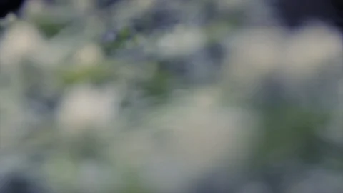 Weeds17 Stock Footage 97079989