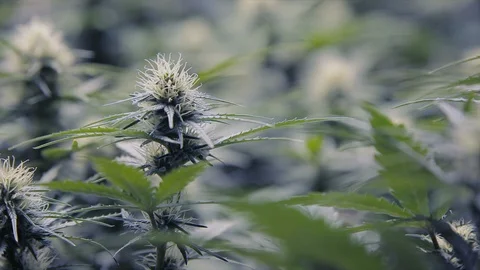 Weeds18 Stock Footage 97079828