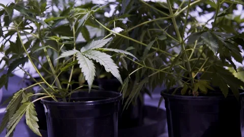 Weeds2 Stock Footage 97079663