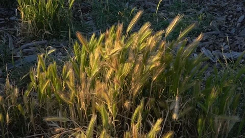 Weeds2 Vídeos de archivo 154078169