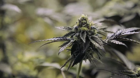 Weeds22 Stock Footage 97080091