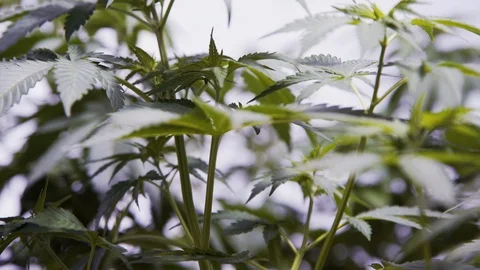 Weeds3 Stock Footage 97079659