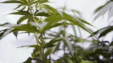 Weeds4 Stock Footage 97079670