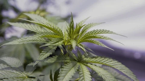 Weeds5 Stock Footage 97079675