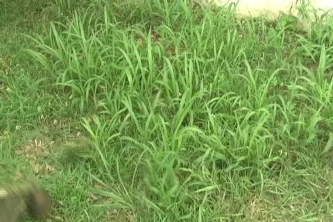 Weedwacker and heavy grass 2 Stock Footage 702696