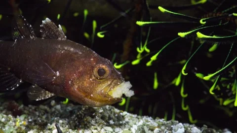 Weedy Cardinalfish (Foa fo) aerating eggs. Filmed in Anilao, Philippines. 60fps Stock Footage 340536209
