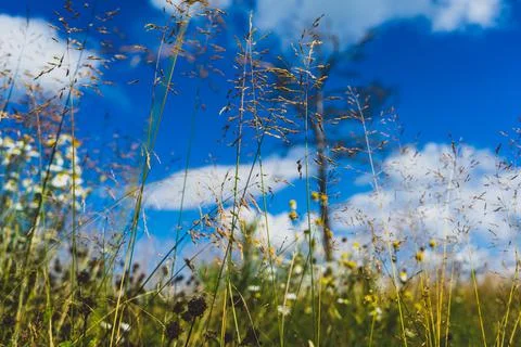 Weedy field grass in full defocus against a blue sky background. Meadow weeds Stock Photos