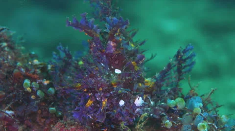 Weedy Scorpionfish - the Rhinopia Stock Footage 62597848