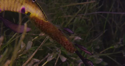 Weedy Sea Dragon With Eggs, Macro Shot, Details Video stock 331346458
