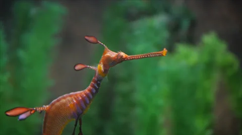Weedy sea dragon Stock Footage 34490880