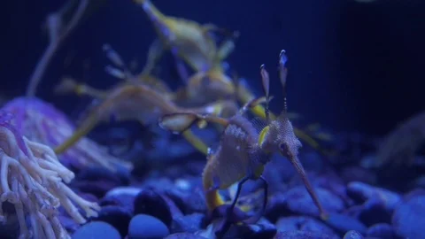 Weedy sea dragon Vídeo Stock 80743883