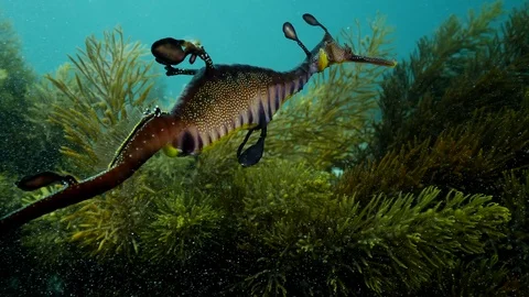Weedy Sea Dragon Vidéo 98611580