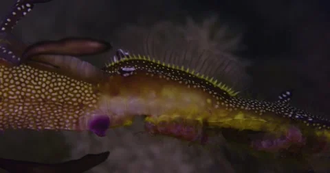 Weedy Sea Dragon Male Brooding, 8K, Macro Vídeo Stock 331475568