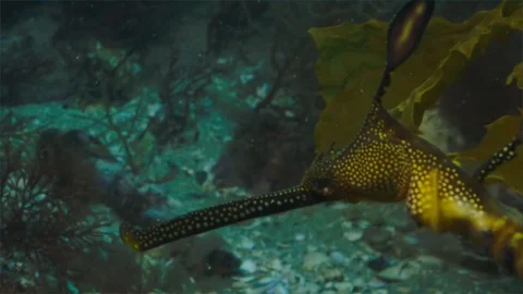 Weedy Sea Dragon in the ocean. Stock Footage 114728554