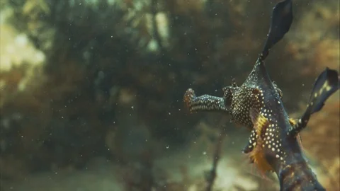 Weedy Sea Dragon in the ocean. Stock Footage 114729162