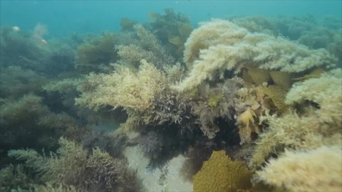 Weedy Sea Dragon in the ocean. Stock Footage 114729183