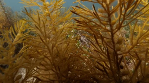 Weedy Sea Dragon in the ocean. Vidéo 114729201