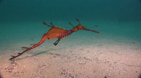 Weedy Sea Dragon (Phyllopteryx taeniolatus) on sandy bottom #1-34b Stock Footage